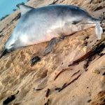 Golfinho é encontrado morto na praia de Grussaí