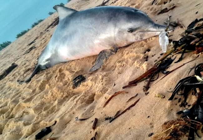 Golfinho é encontrado morto na praia de Grussaí