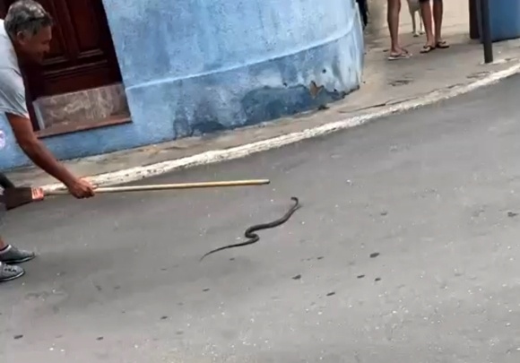 Vídeo – Cobra é encontrada dentro de carro no Centro de SJB
