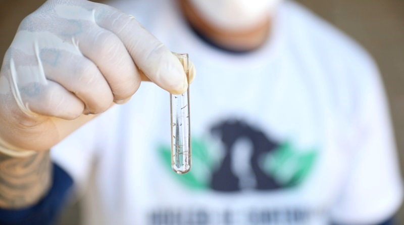 SJB apresenta baixo índice de infestação pelo Aedes aegypti