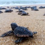Verão sanjoanense já tem agenda especial de soltura de filhotes de tartarugas marinhas