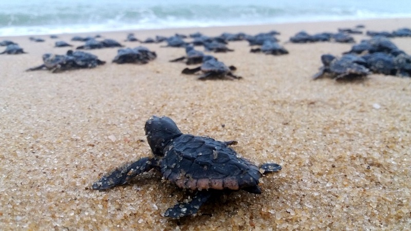 Verão sanjoanense já tem agenda especial de soltura de filhotes de tartarugas marinhas