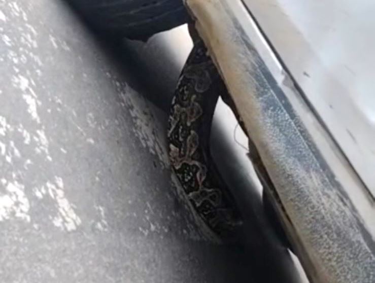 Vídeo – Jiboia de quase 2 metros escondida dentro de carro em Macaé