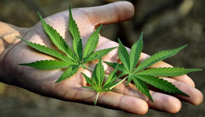 Juiz autoriza paciente a plantar maconha em casa para uso medicinal