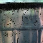 Estado do Rio tem aumento do número de casos de dengue