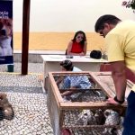 NCZ promove feira de adoção de animais nesta quinta em SJB