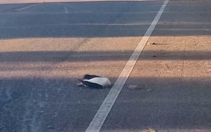 Gavião é encontrado morto em Grussaí