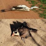 Aves são encontradas mortas em SFI