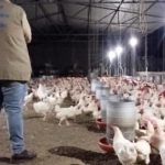 Defesa Agropecuária interdita granja e entreposto de ovos clandestinos em São João da Barra