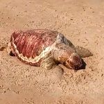 Vídeos - Tartaruga encontrada morta na Ilha de Convivência