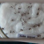 aedes_aegypti dengue