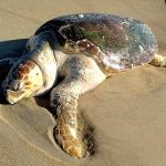Mais uma tartaruga é encontrada morta em praia de SJB