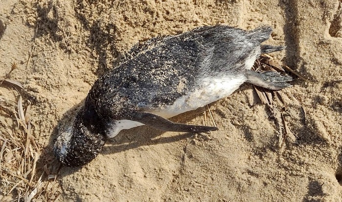 Pinguim é encontrado morto em praia de São João da Barra