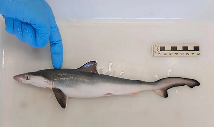 Fiocruz encontra tubarões contaminados com cocaína no Rio de Janeiro