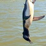 pinguim