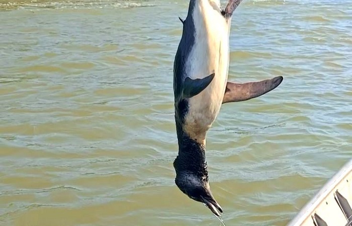Pinguim é encontrado morto no rio Paraíba do Sul, em São João da Barra