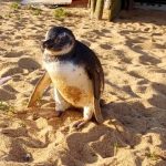 pinguim