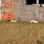 Vídeo - Cachorro é atacado por pitbulls em São João da Barra pitbulls
