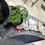 Vídeo - PM realiza operação em SJB e apreende grande quantidade de drogas drogasss