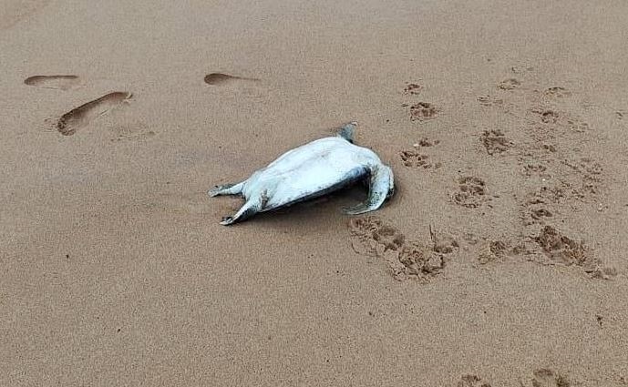 Filhote de tartaruga é encontrado morto na praia de Grussaí, em São João da Barra