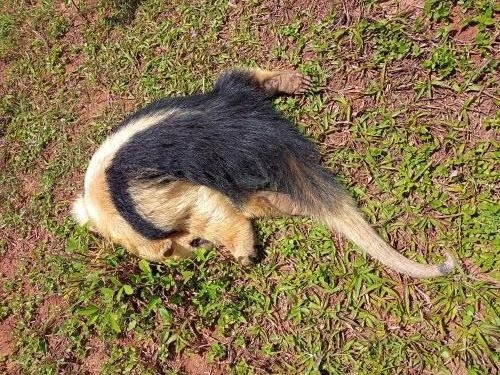 Tamanduá é encontrado morto próximo a antiga usina de reciclagem em SJB