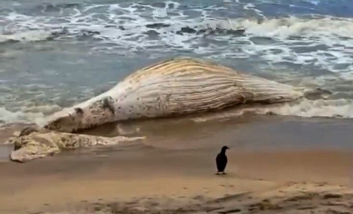 Vídeo – Baleia é encontrada morta na Praia de Gargaú, em São Francisco de Itabapoana