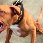 pitbull