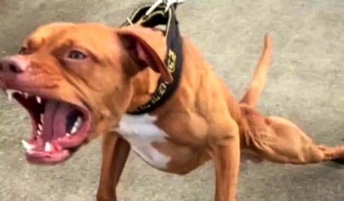Bebê de 10 meses fica em estado gravíssimo após ataque de pitbull em Campos