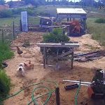 Vídeo - Polícia Civil investiga caso de pitbulls que mataram galinhas ao lado de creche em SJB pitbulls