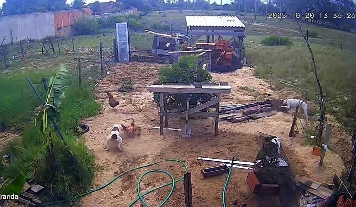 [Image: pitbulls.jpg]