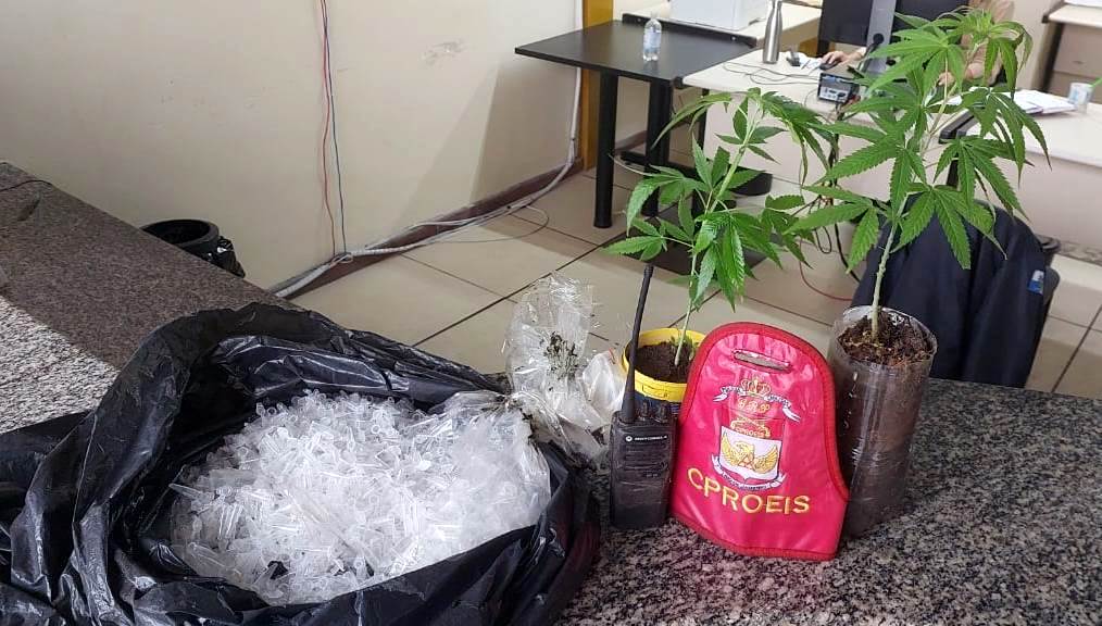Vídeo – Polícia apreende plantação de maconha em São João da Barra