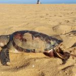 Tartaruga é encontrada morta na praia de Grussaí com ferimentos no casco WhatsApp Image 2025-12-01 at 16.59.24