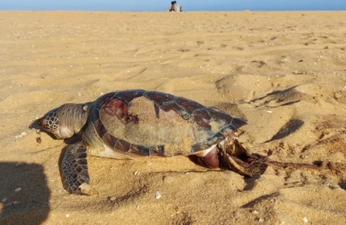 Tartaruga é encontrada morta na praia de Grussaí com ferimentos no casco