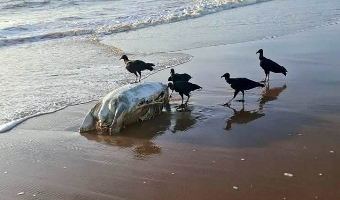 Tartaruga é encontrada morta em Atafona