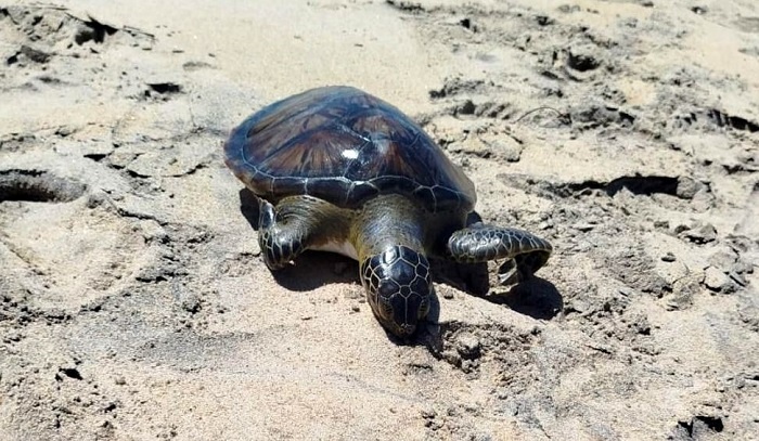 Filhote de tartaruga é encontrado morto na praia de Atafona