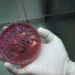 g1_-_bacteria_-_unicamp