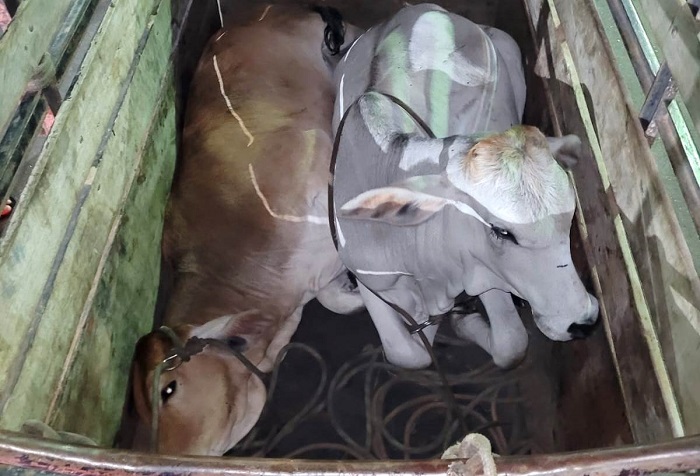 PM recupera carro com reboque com animais furtados em SJB