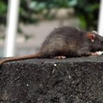 ratos leptospirose