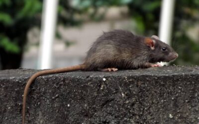 Morte por suspeita de leptospirose é investigada em São João da Barra