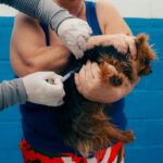 Vacinação antirrábica de cães e gatos segue em SJB Vacina caes