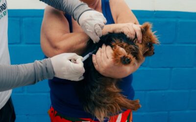 Vacinação antirrábica de cães e gatos segue em SJB