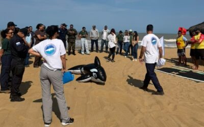 SJB capacita equipes para atendimento a encalhes de mamíferos marinhos