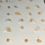 Polícia apreende drogas em residência abandonada durante patrulhamento em São João da Barra WhatsApp Image 2026-09-16 at 17.57.36