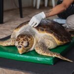 Tartaruga Rosa_Divulgação_Reserva Caruara